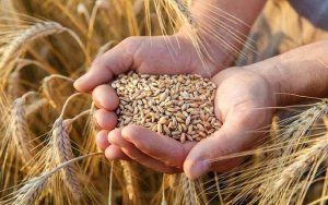مفوض الزراعة الأوروبي يدعو إلى تمديد القيود على واردات الحبوب الأوكرانية