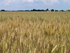 وزير الزراعة: نستهدف زراعة 3.9 مليون فدان من القمح الموسم المقبل