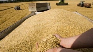 هيئة السلع التموينية تطرح ممارسة دولية لشراء القمح