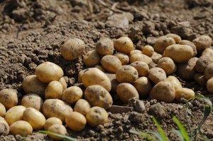 الزراعة تعلن فتح أسواق المغرب أمام البطاطس وأسواق كندا أمام الفراولة المصرية