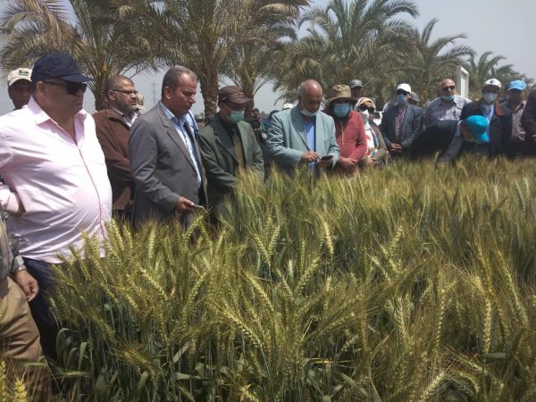  معهد امراض النبات نتائج مبشرة لمحصول القمح في محافظة الشرقية 