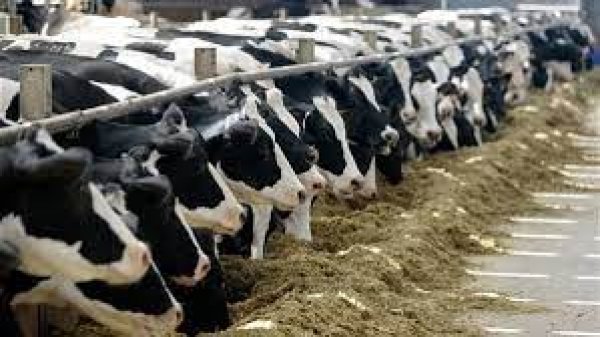 الزراعة توافق على استيراد 166 ألف رأس ماشية  بمناسبة عيد الأضحى 