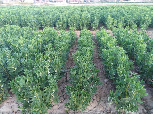 «الزراعة» تكشف المعاملات الفنية للتعامل مع محصول الفول خلال نوبات الصقيع