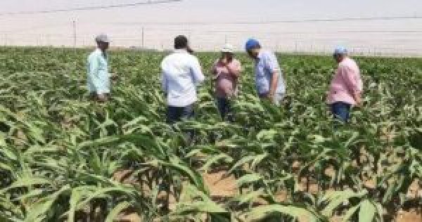 “السيسي” يتابع جهود تفعيل مشروع الإنتاج الزراعي “مستقبل مصر”