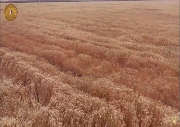 مدير معهد المحاصيل الحقلية: مصر الأولى عالميًا في إنتاجية الفدان من الأقماح