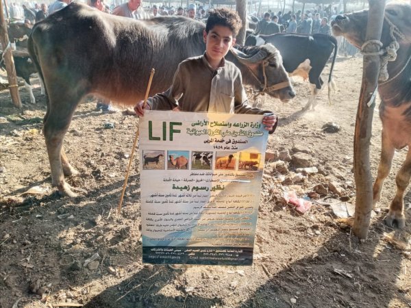 الزراعة: صندوق التأمين على الثروة الحيوانية يطلق قافله بيطرية توعوية في سوق الماشية  بمحافظة المنوفيه