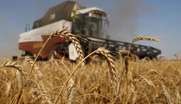 أوكرانيا: قد يتم خفض مساحة المحاصيل المزروعة إلى النصف