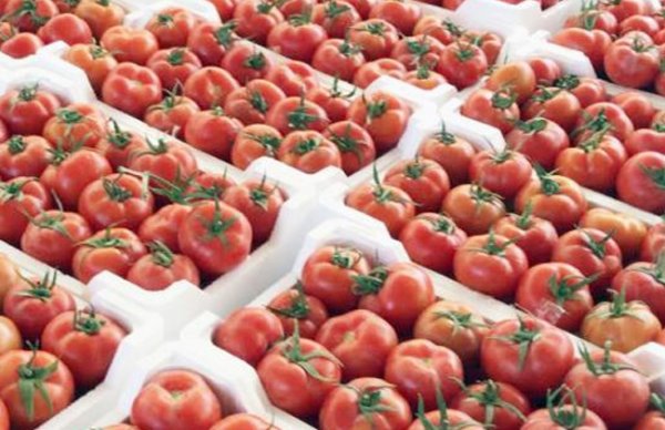 الزراعة: بدء طرح محصول الطماطم الصيفية فى أبريل المقبل