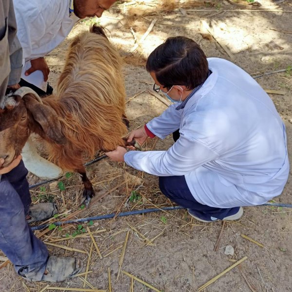 الزراعة : بحوث الصحراء ينظم قافلة بيطرية مجانية في محافظة جنوب سيناء