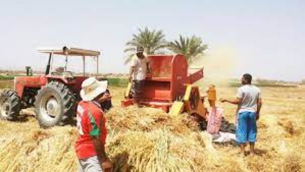 محافظة الشرقية تحصد 281 ألف فدان منذ بدء موسم حصاد القمح