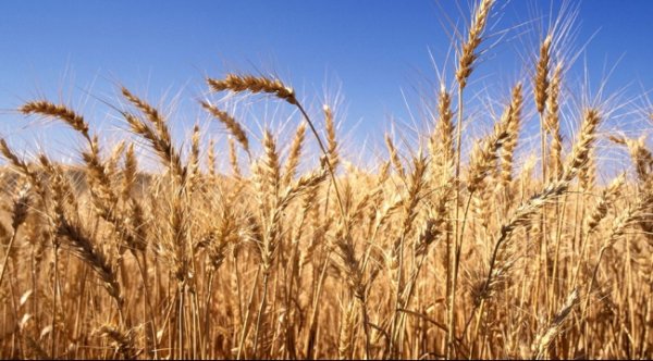 مصر تضع قواعد جديدة لتعظيم مشتريات القمح المحلية