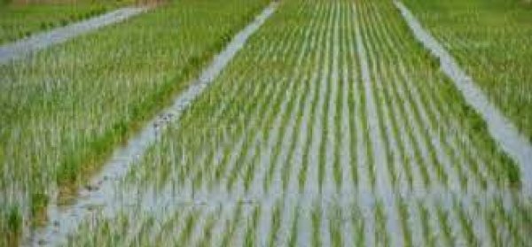 الزراعة : تؤكد عدم التهاون في مخالفة المساحة المحددة لزراعة الارز موسم 2021 