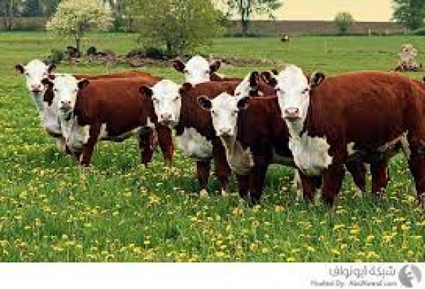 الزراعة: تحصين أكثر من 1.6 مليون راس ماشية ضد مرض الجلد العقدي وجدري الاغنام