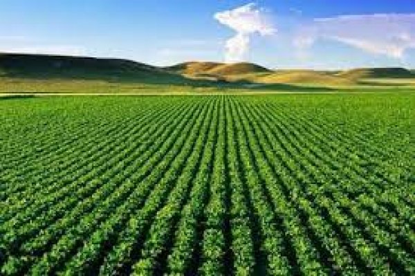 تعرف على المحاصيل الزراعية التى تدعمها  الوزارة للمستثمرين