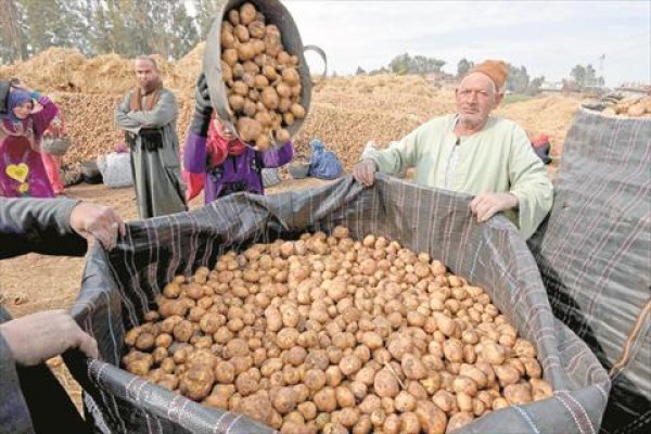  31.8 مليون دولار قيمة صادرات مصر من البطاطس خلال يونيو 2023