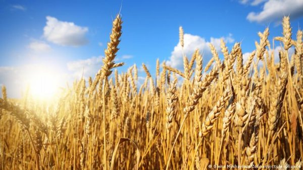 الزراعة: طورنا أصناف جديدة من القمح بفضل البحث العلمي