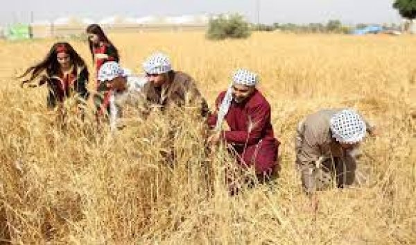 تعرف على توصيات وزارة الزراعة للمزارعين عند حصاد القمح