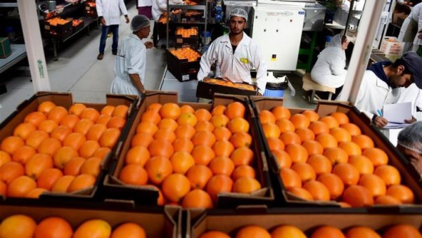 مصر تحتل المركز الأول عالمياً في صادرات البرتقال