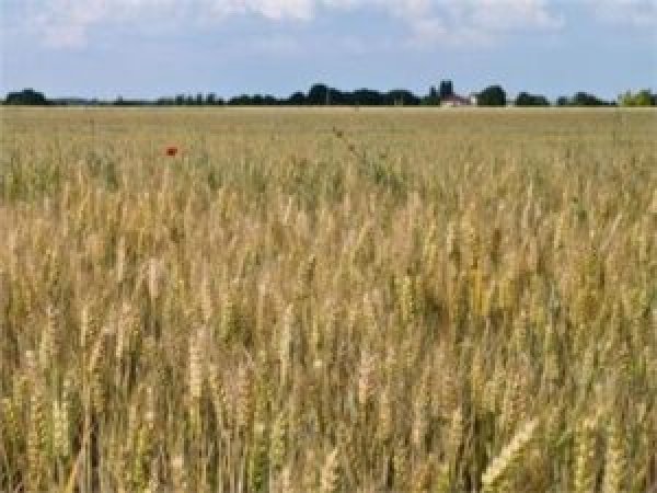 الزراعة: توريد أردب القمح من المزارعين بـ1600 جنيه حتى لو انخفضت أسعاره عالميا