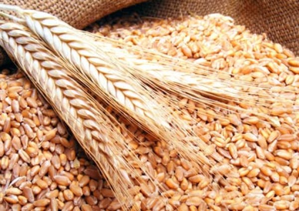 سفير مصر بداكار: السنغال تستخدم بذور القمح المصري وتشيد بإنتاجيتها