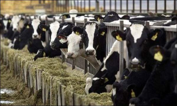 الزراعة: نستهدف التوسع في رؤوس الماشية ثنائية الغرض لإنتاج اللحوم والألبان 