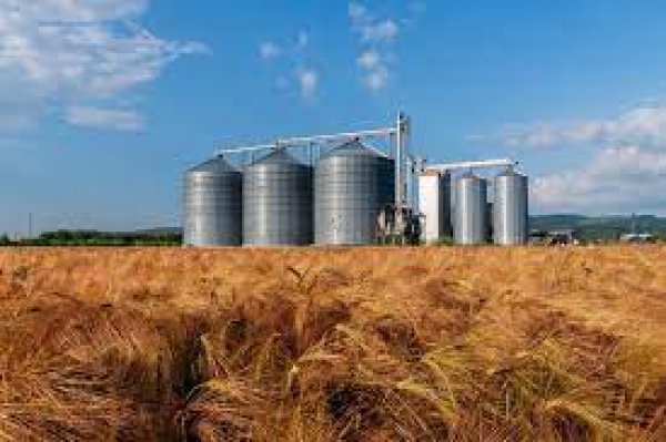 الإحصاء: 41% انخفاض فى قيمة الورادات المصرية من القمح خلال نوفمبر 2023