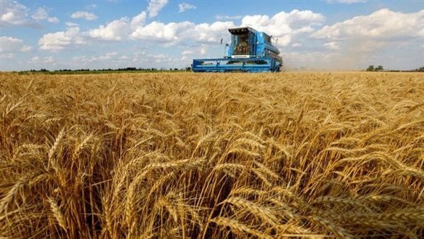 الزراعة توجه بضرورة زراعة القمح الشهر المقبل