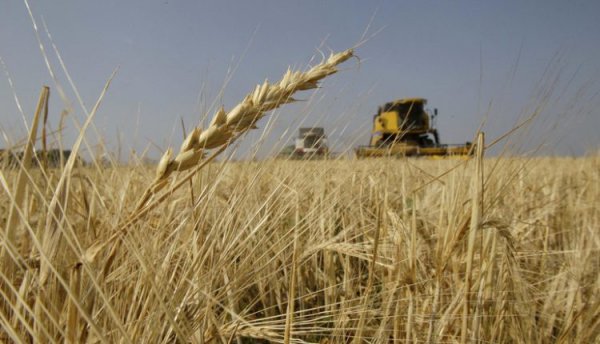 الزراعة: سعر توريد طن القمح ضعف ما كان معمولا به في السنوات الماضية