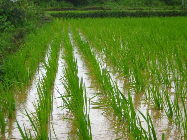 التموين: عدم تسليم الأرز الشعير مخالفة تستوجب العقاب