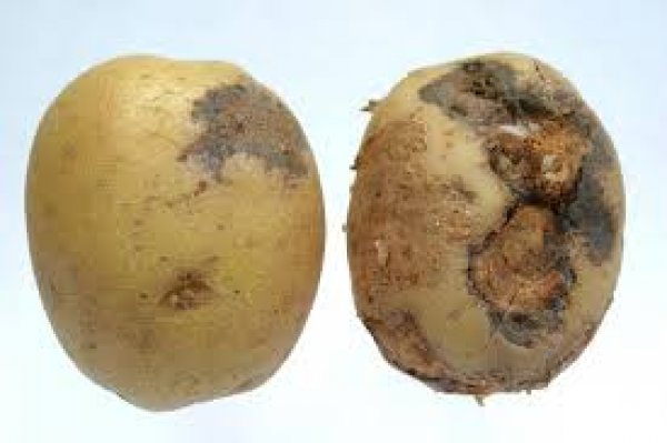 «الزراعة»: تجديد الاعتماد الدولي لمعامل حصر ومكافحة مرض عفن البطاطس  