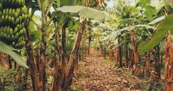 تنظيم زراعة الموز من أجل ترشيد المياه