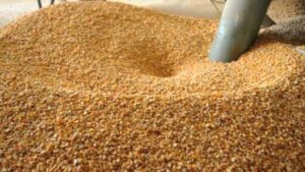 “التموين” تسعى إلى رفع سعر توريد القمح المحلي للموسم القادم