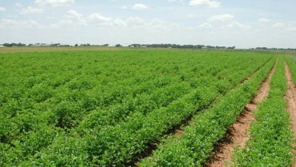 وزير الري: مشروعات الصرف الزراعي تسهم في زيادة إنتاج عدد من المحاصيل ٢٥%