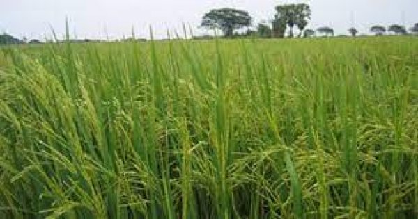 زراعة دمياط: متابعة زراعات الأرز والالتزام بقرار وزير الري.... والعمل على التوسع في مساحات زراعة القطن