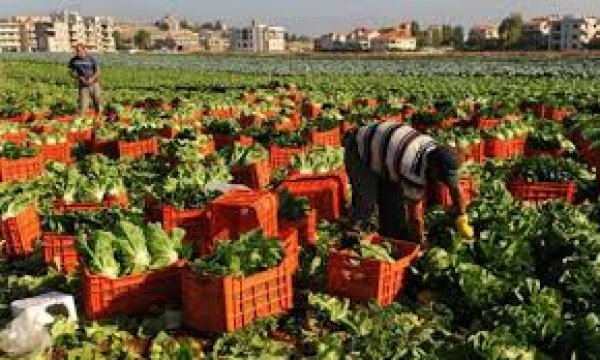 “التمثيل التجارى”: وفد جيبوتي يزور مصر لبحث استيراد الخضروات والفاكهة الطازجة