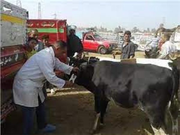 الزراعة: تحصين أكثر من 1.8 مليون راس ماشية ضد مرض الجلد العقدي وجدري الاغنام