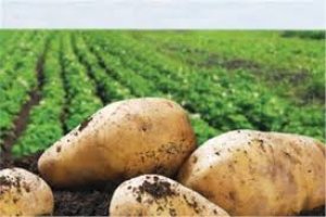 توقعات بزيادة إنتاج مصر من البطاطس إلى 5 ملايين طن فى 2019