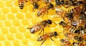 السعودية ترفع الحظر عن استيراد النحل المصرى