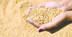 نقيب عام الفلاحين يكشف تكاليف إنتاج فدان القمح بعد رفع سعر التوريد إلى 1250 جنيها