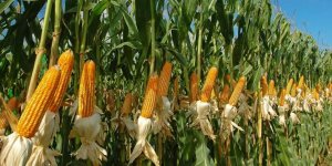 الزراعة: بدء حصاد 153 ألف فدان ذرة تابعة لقطاع استصلاح الأراضي