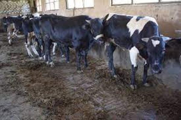 وزير الزراعة: توجيهات السيسي بتحسين سلالات الثروة الحيوانية تساهم في زيادة الإنتاجية