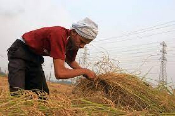 الهند تعفي “بعض الدول” من حظر صادرات الأرز