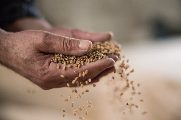 مصر تستهدف زيادة مساحات زراعة القمح 25% للموسم الجديد