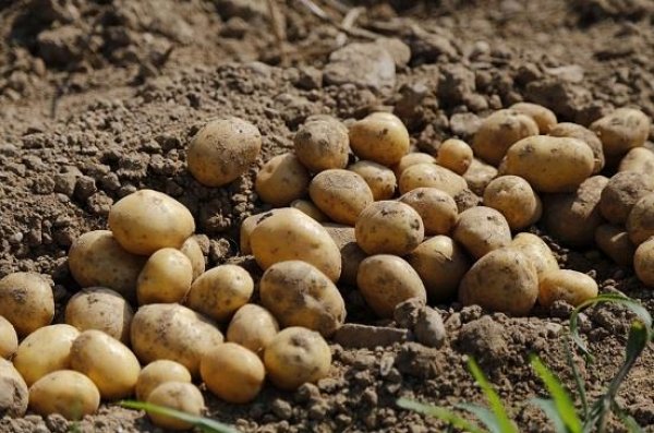 زراعة النواب توصي بتحديد موعد تقديم طلبات استيراد البطاطس