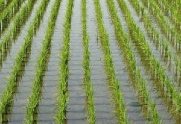 37.1 مليار متر مكعب كمية المياه المستخدمة فى رى المحاصيل الزراعية 2022