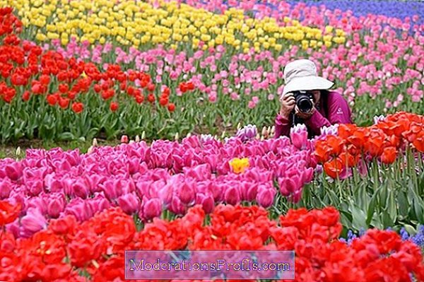 إنطلاق معرض زهور الربيع الـ 89 في منتصف فبراير بحديقة الاورمان 