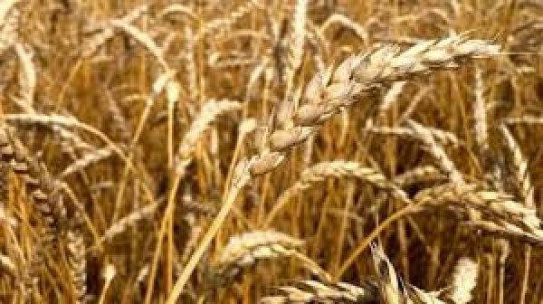 الحكومة : سعر شراء القمح المحلي من 670 إلى 700 جنيه للأردب