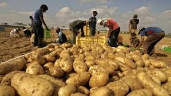  روسيا ترفع الحظر المفروض على تصدير البطاطس المصرية