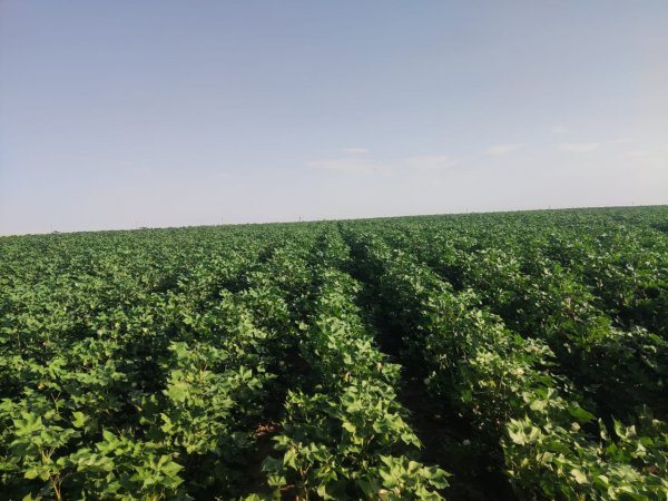 “توشكى” تشهد زراعة القطن قصير التيلة للمرة الأولى على مساحة 250 فدان