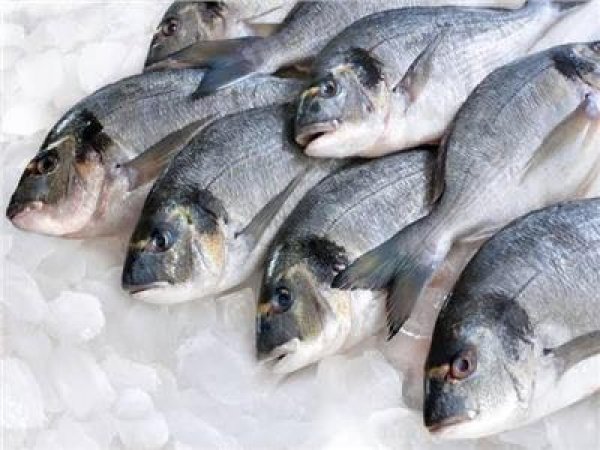 مصر تستورد أسماكاً من النرويج بـ100 مليون دولار